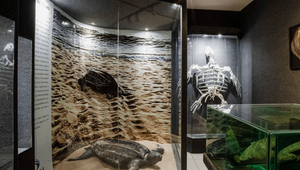 museu_oceanografico_univalli_picarras